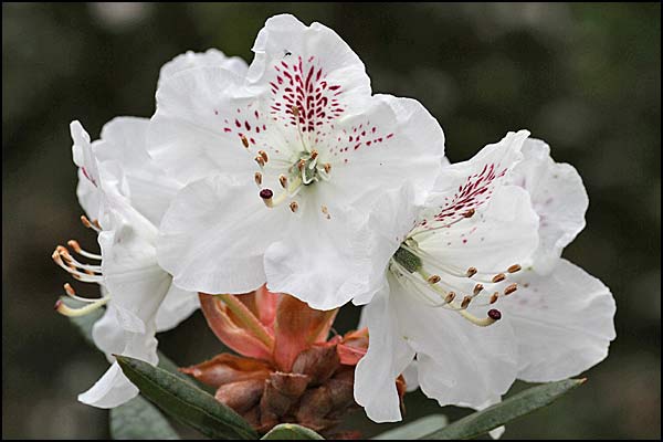 rhododendron aberconwayi