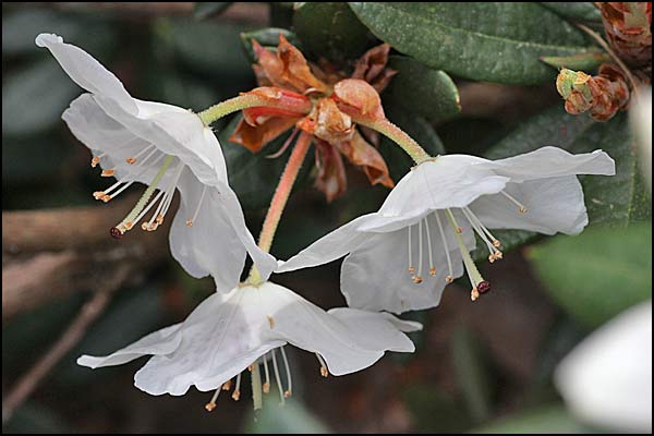 rhododendron aberconwayi