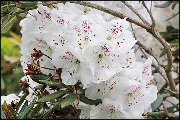 rhododendron aberconwayi