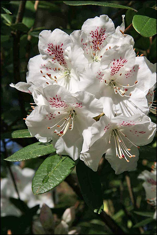 rhododendron aberconwayi