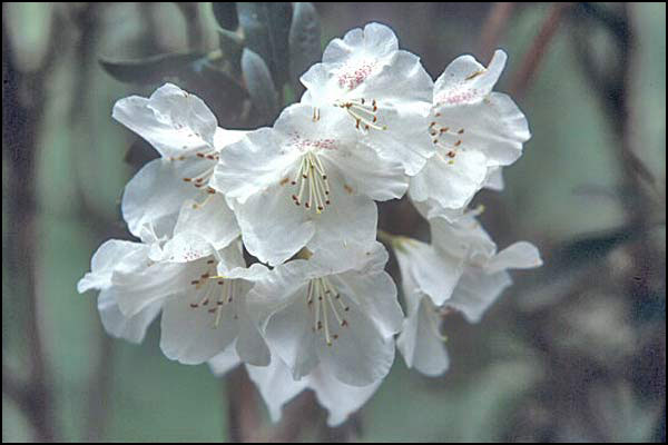 Rhododendron adenogynum