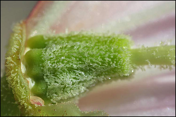 Rhododendron adenogynum