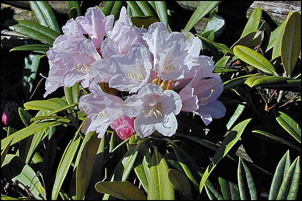 Rhododendron adenopodum