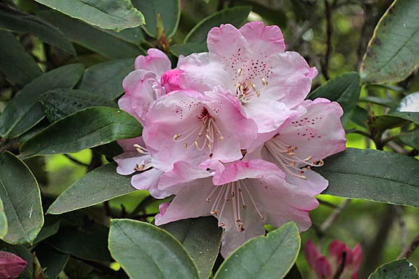 Rhododendron adenosum