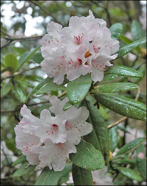 Rhododendron adenosum