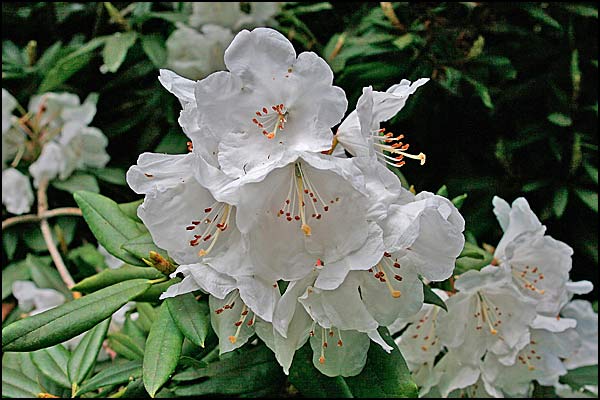 rhododendron annae