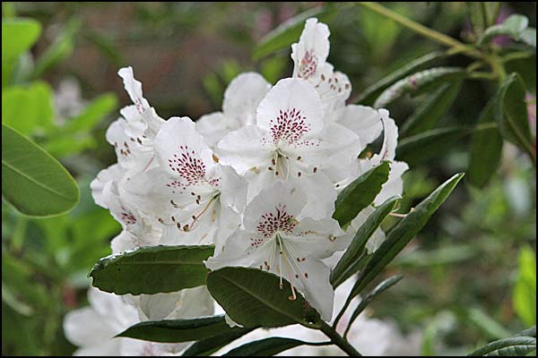 rhododendron annae