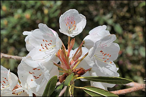rhododendron annae