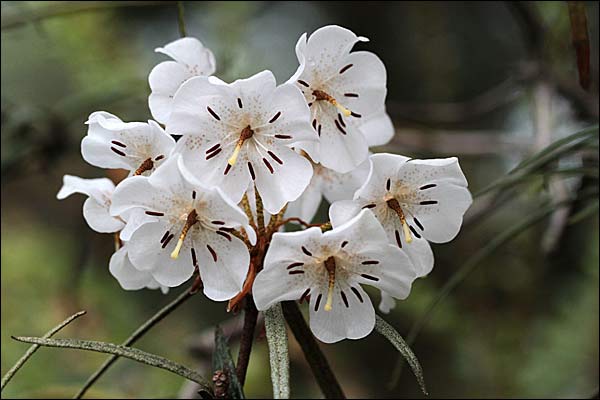 rhododendron himantodes