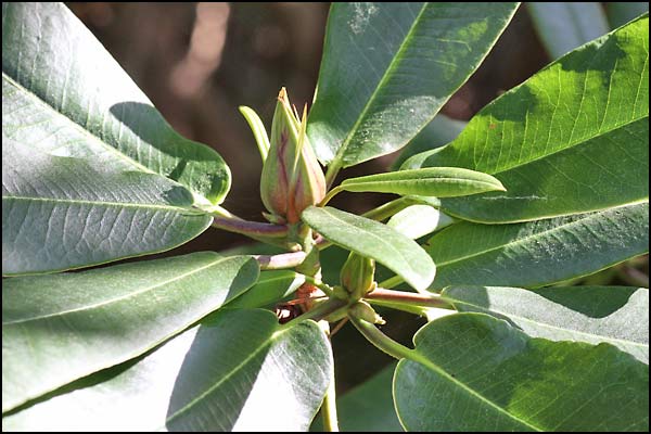 Rhododendron auriculatum