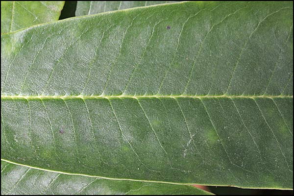 Rhododendron auriculatum