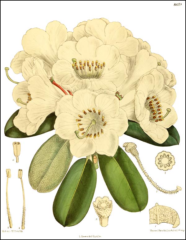 Rhododendron decorum ssp. decorum