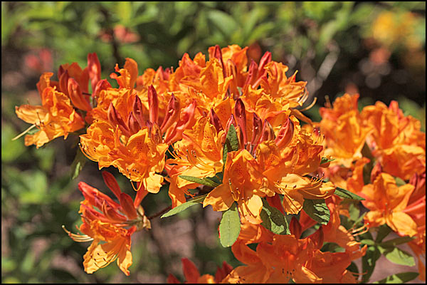 rhododendron maximum kaufen Rosebay Rhododendron, Rhododendron maximum