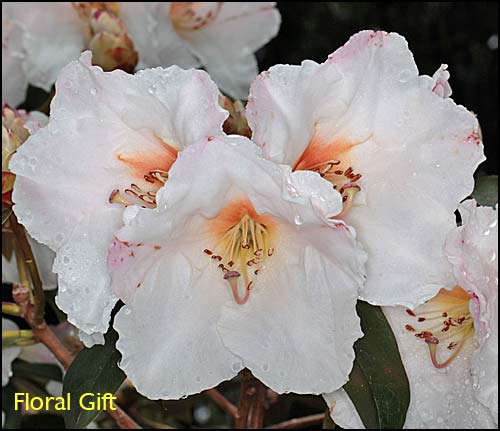 Rhododendron Floral Gift