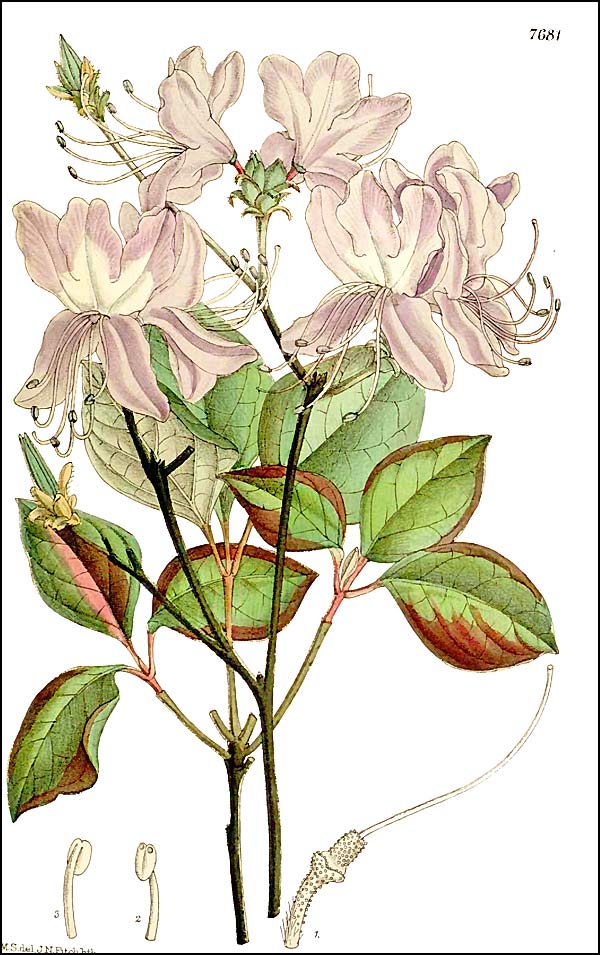 Rhododendron dilatatum forma dilatatum