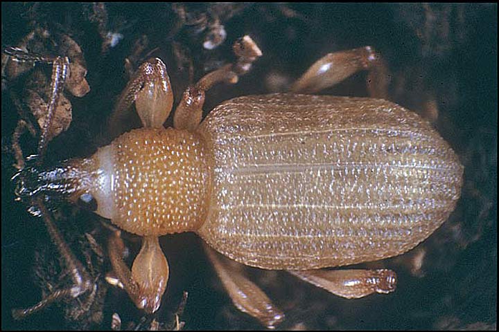 ¤ OTIORHYNQUES ET RHODODENDRON